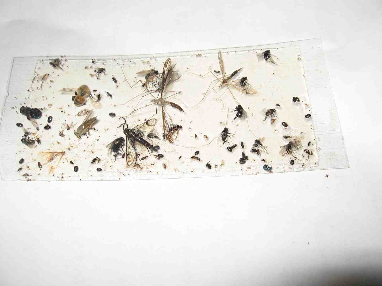 40 pk All Insect Traps/Strips/Glue Boards. Trap Flies, Bees, Wasps, Asian Beetles, etc.