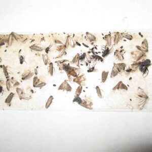 40 pk All Insect Traps/Strips/Glue Boards. Trap Flies, Bees, Wasps, Asian Beetles, etc.