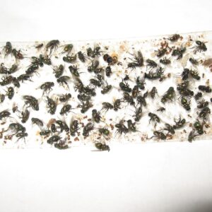 40 pk All Insect Traps/Strips/Glue Boards. Trap Flies, Bees, Wasps, Asian Beetles, etc.