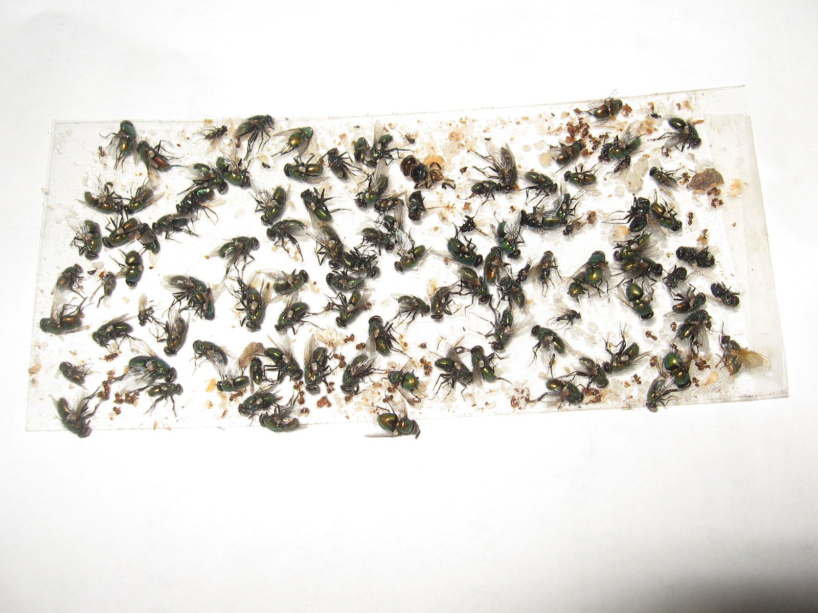 40 pk All Insect Traps/Strips/Glue Boards. Trap Flies, Bees, Wasps, Asian Beetles, etc.