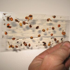 40 pk All Insect Traps/Strips/Glue Boards. Trap Flies, Bees, Wasps, Asian Beetles, etc.