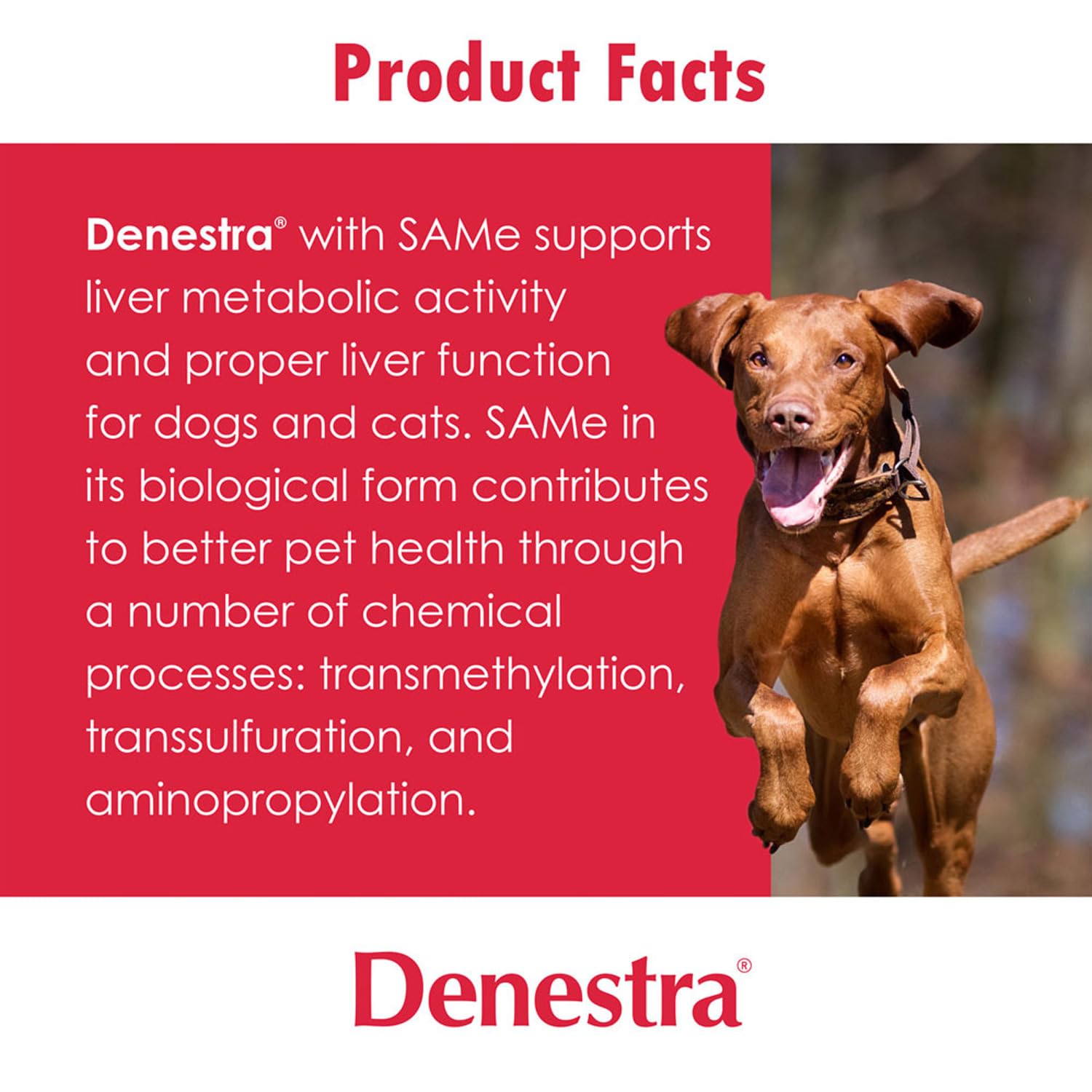 Denestra - Same for Dogs & Cats - S-Adenosyl-L-Methionine - Liver, Joint and Cognitive Support for Cats and Small Dogs - Vet Approved - 400 mg - 180 Tablets