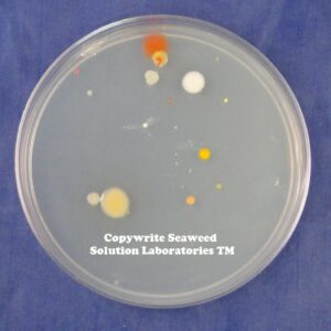 Nutrient Agar Kit, Includes Nutrient Agar Dehydrated, 10 Sterile Petri Dishes with Lids & 10 Sterile Cotton Swabs