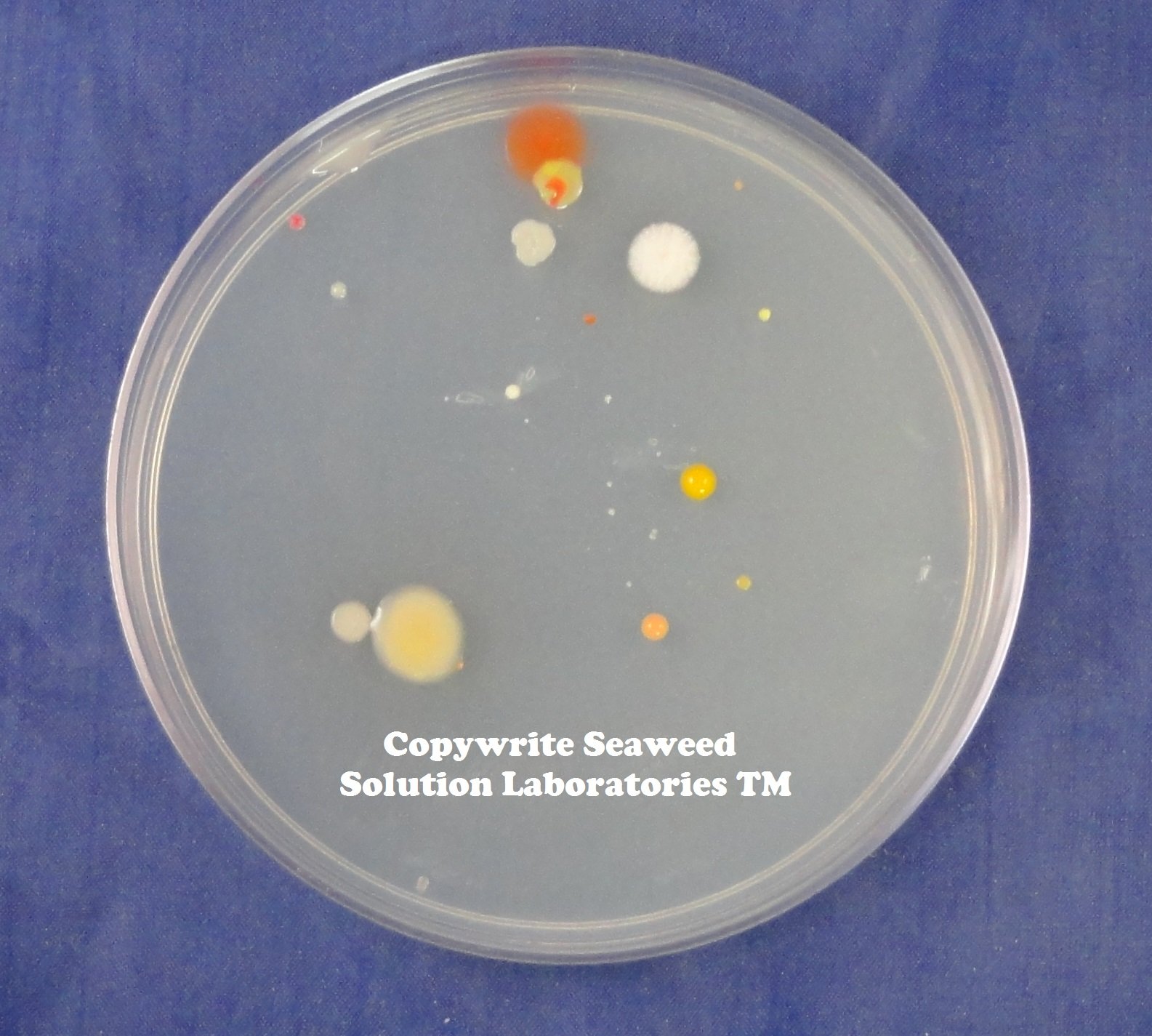 Nutrient Agar Kit, Includes Nutrient Agar Dehydrated, 10 Sterile Petri Dishes with Lids & 10 Sterile Cotton Swabs