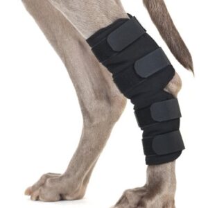 BACK ON TRACK Therapeutic Dog Hock Brace (Pair), Color: Black, Size: L (31020003)