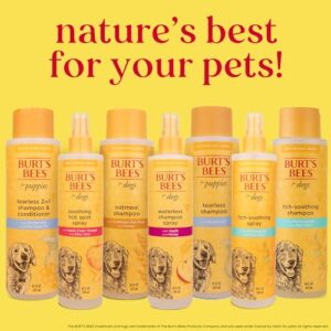 Burt's Bees for Pets Naturally Derived Itch Soothing Spray with Honeysuckle - Best Anti-Itch Spray for Dogs With Itchy Skin - Cruelty Free, Formulated without Sulfates and Parabens, 10 Fl Oz