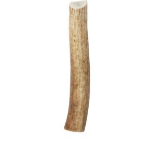 Downtown Pet Supply - Elk Antlers for Dogs - Premium Dog Bones Rich in Calcium, Phosphorus, Vitamins & Minerals - Dog Dental Treats & Natural Dog Chews - Whole - 7-9in - Large