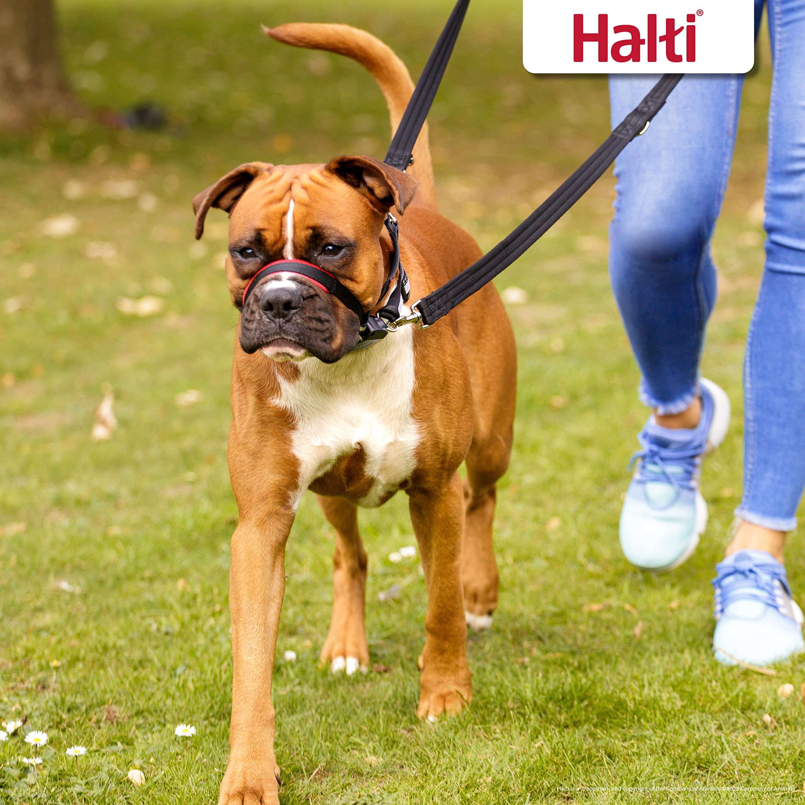 HALTI Optifit Headcollar - To Stop Your Dog Pulling on the Leash. Adjustable, Reflective and Lightweight, with Padded Nose Band. Dog Training Anti-Pull Collar for Large Dogs (Size Large)