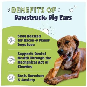 Pawstruck Pig Ears For Dogs-Bulk Pork Dental Treats Dog Chews 10 Ear(s)