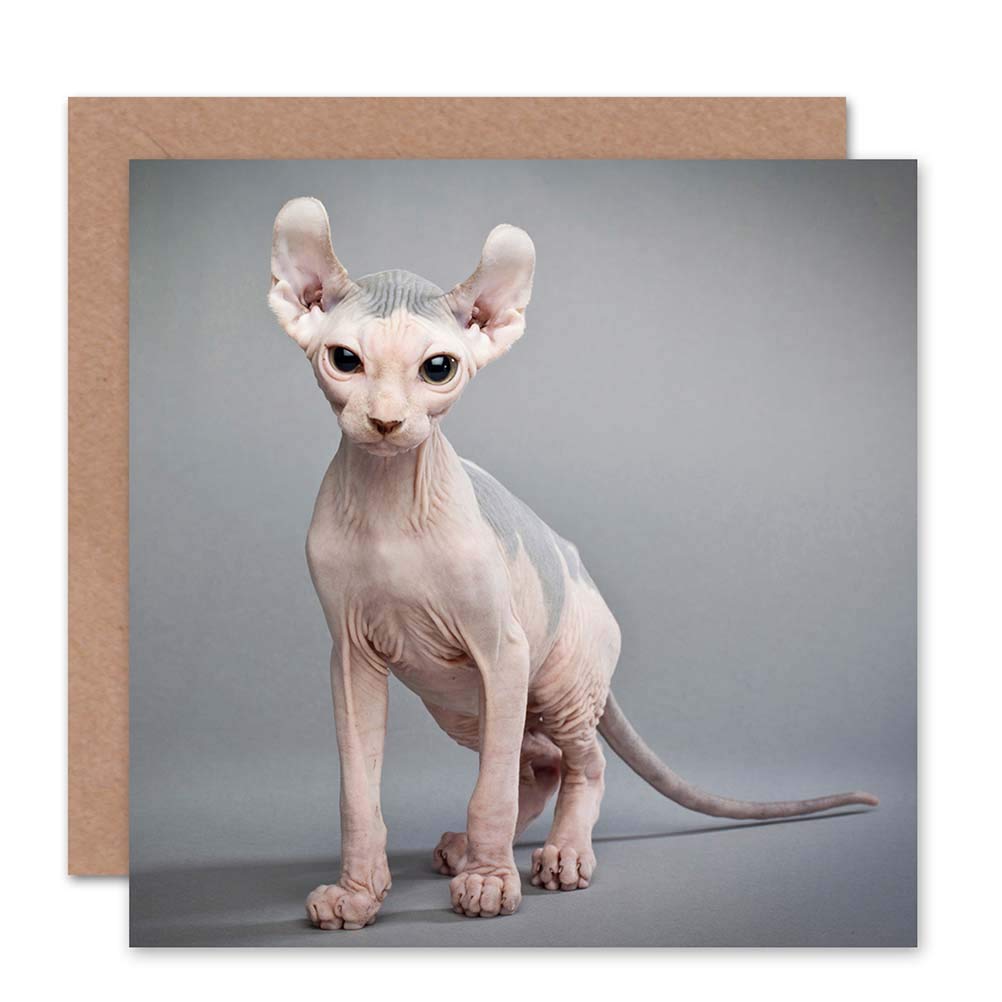 Wee Blue Coo Sphynx Cat Bald Birthday Art Sealed Greeting Card Plus Envelope Blank inside