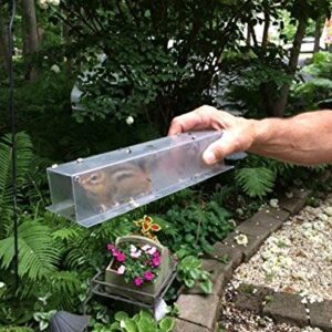 Easy Chipmunk Trap (2 Pack)