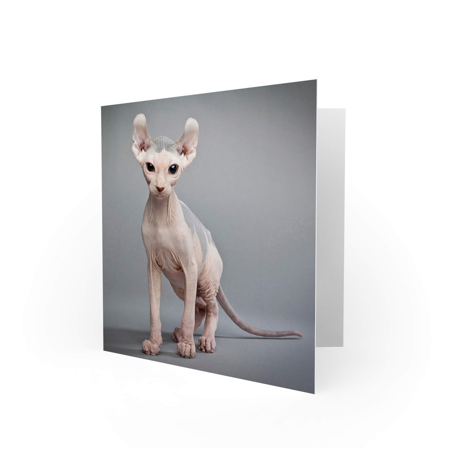 Wee Blue Coo Sphynx Cat Bald Birthday Art Sealed Greeting Card Plus Envelope Blank inside