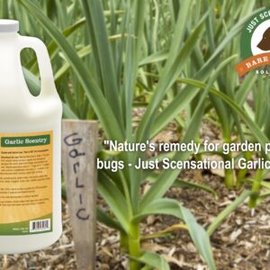 Just Scentsational Bare Ground Solutions GAR-128 All Natural Liquid Garlic Barrier and Repellent, 128 oz (1 Gallon)