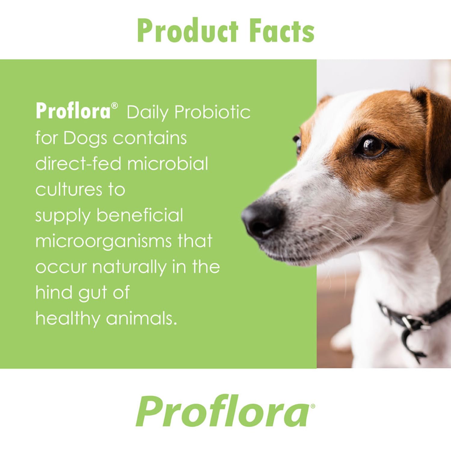 Proflora Probiotic for Dogs - Healthy Digestion - Boost Immune System - Normal Bowel Function - Skin and Coat Health - Supplement for GI Tract - 90 Servings, 3-Pack