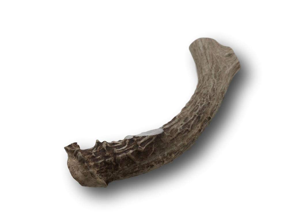 Top Dog Chews Large 6"-9" Long -Antler Dog Chew From Single Antler