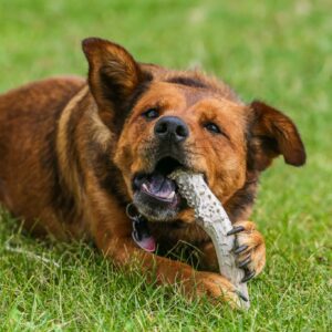 Top Dog Chews Large 6"-9" Long -Antler Dog Chew From Single Antler