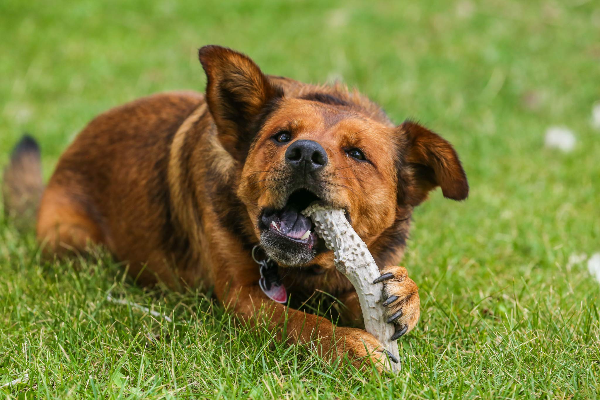 Top Dog Chews Large 6"-9" Long -Antler Dog Chew From Single Antler