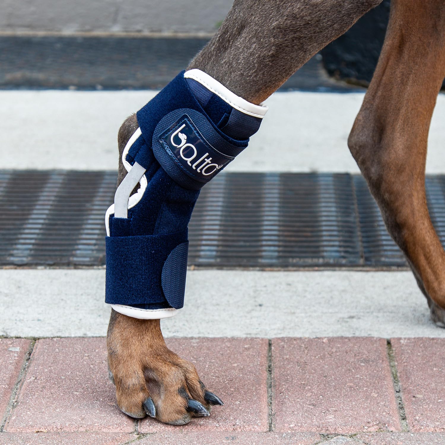 Balto Canine & Feline Hock Brace – Dog Ankle Brace - Brace with Aluminum Splints – Pre/Post Surgery Helps Support Arthritis and Unstable Joints – Back Leg Support (Extra Small)