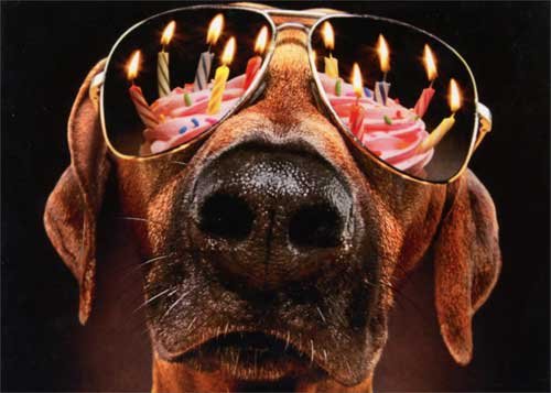 Dog Birthday Candles & Sunglasses Avanti Funny Birthday Card