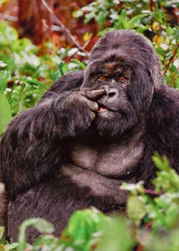 Gorilla Picking Nose Avanti Funny Birthday Card