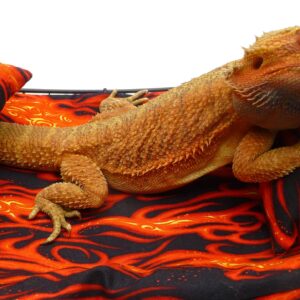 Chaise Lounge for Bearded Dragons, Flames Fabric