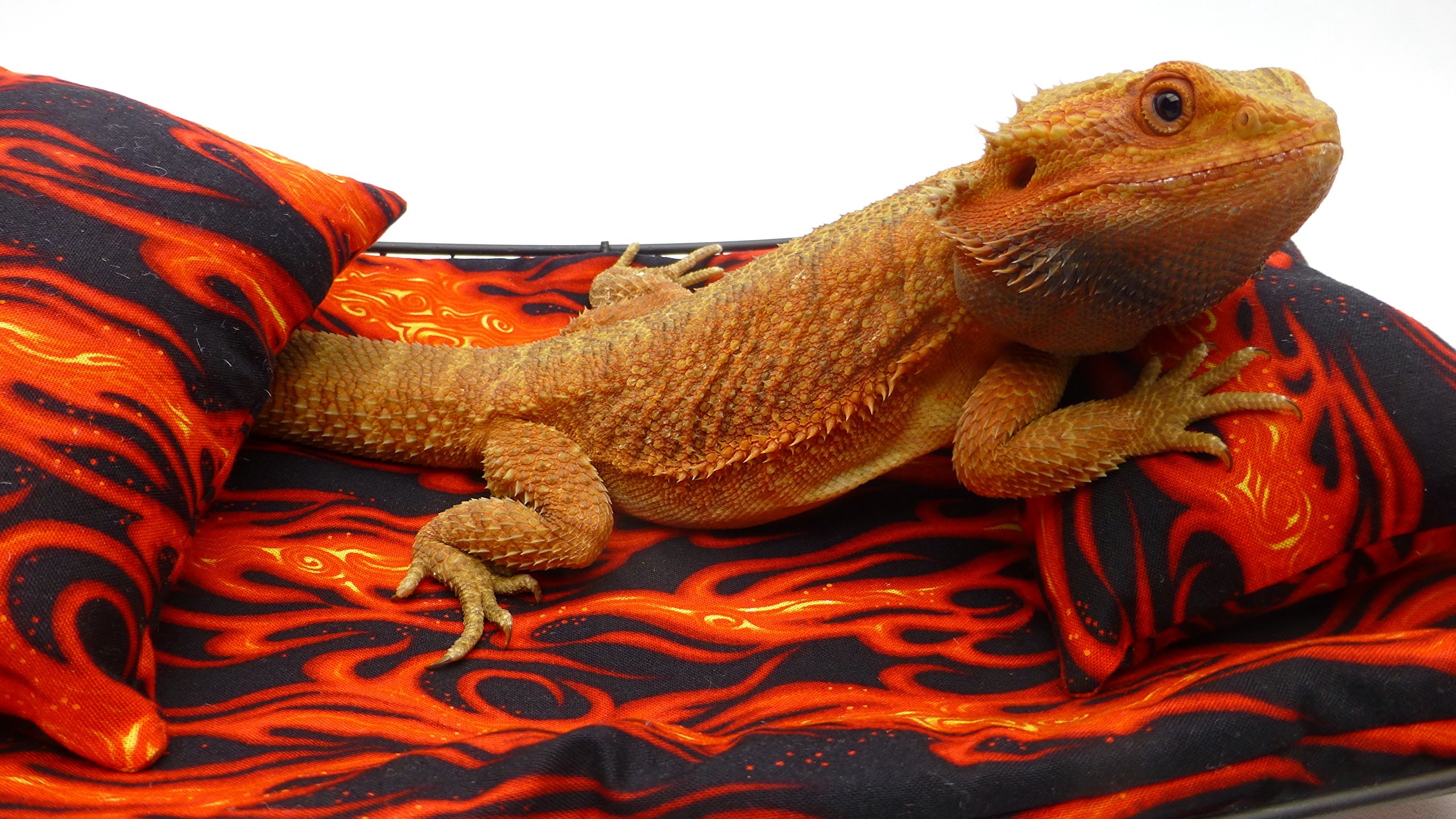 Chaise Lounge for Bearded Dragons, Flames Fabric