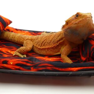 Chaise Lounge for Bearded Dragons, Flames Fabric