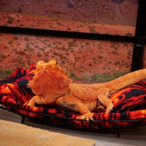 Chaise Lounge for Bearded Dragons, Flames Fabric