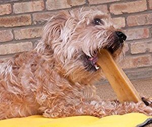 Downtown Pet Supply Yak Cheese Himalayan Dog Chews - Large Yak Chews Rich in Nutrients for Medium to Large Dogs - Long Lasting, Odorless and Easy to Digest Cheese Dog Treats - 1 LB