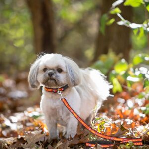 NFL PET Leash, Medium, Kansas City Chiefs Dog Leash, Football Team Leash for Dogs & Cats. A Shiny & Colorful Dog & Cat Leash with Embroidered Team Name/Logo Licensed by the NFL