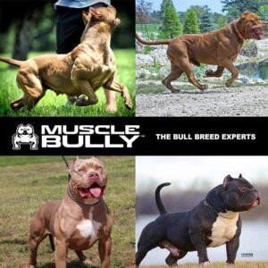 Muscle Bully Protein Supplement for Dogs - Supports Muscle Growth, Size and Recovery. Formulated for Bull Breeds (Pit Bulls, American Bullies, French Bulldogs & Bulldogs) (60 Servings)