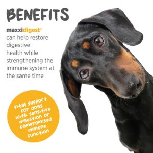 maxxipaws maxxidigest+ Probiotic & Prebiotic Powder Supplement - Digestive & Immune Support for Dogs, 13.2oz