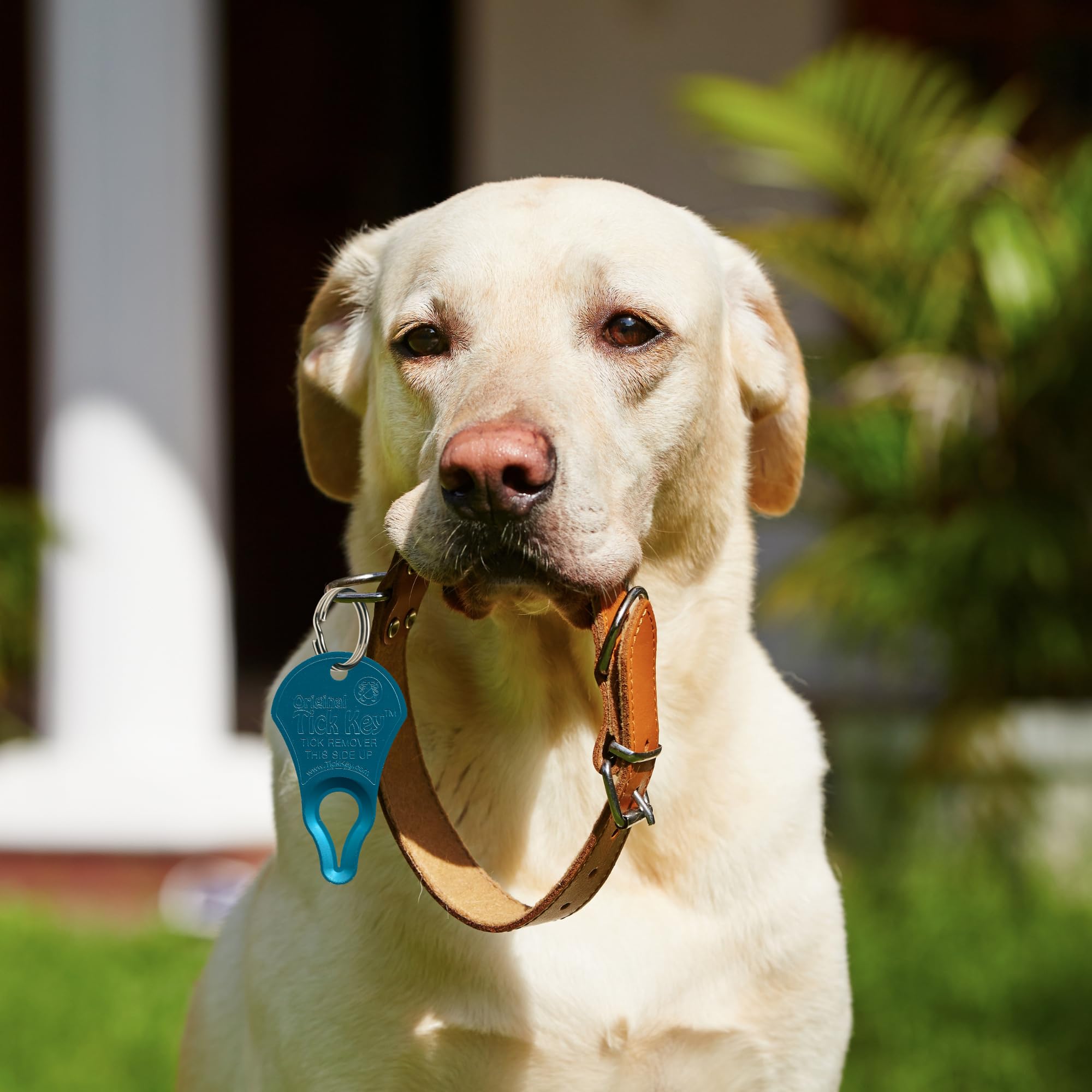 The Original Tick Key - Tick Detaching Device - Portable, Safe and Highly Effective Tick Detaching Tool (Blue)