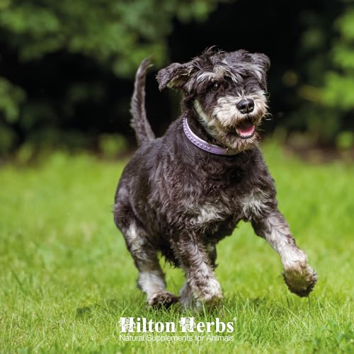 Hilton Herbs Senior Dog Optimum Health Supplement for Older Dogs, 4.4 oz Tub