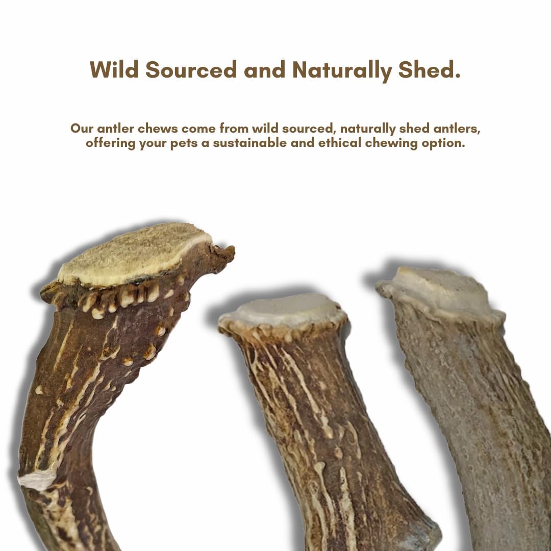 WhiteTail Naturals | Deer Antlers for Extra Large Dogs - (Jumbo-XXL) - Naturally Shed, Long Lasting Chew Bone for Aggressive Chewers