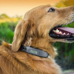 Mighty Paw Dog Collar - Neoprene Padded - Reflective for Running - Extra Comfort for Active Dogs - Premium Quality Reflective Collar - Comfortable Dog Collar for All Dog Breeds - Heavy Duty Dog Collar