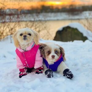 Gooby Sports Vest Dog Jacket - Pink, Small - Reflective Dog Vest with D Ring Leash - Warm Fleece Lined Small Dog Sweater, Hook and Loop Closure - Dog Clothes for Small Dogs Boy or Girl Dog Sweater