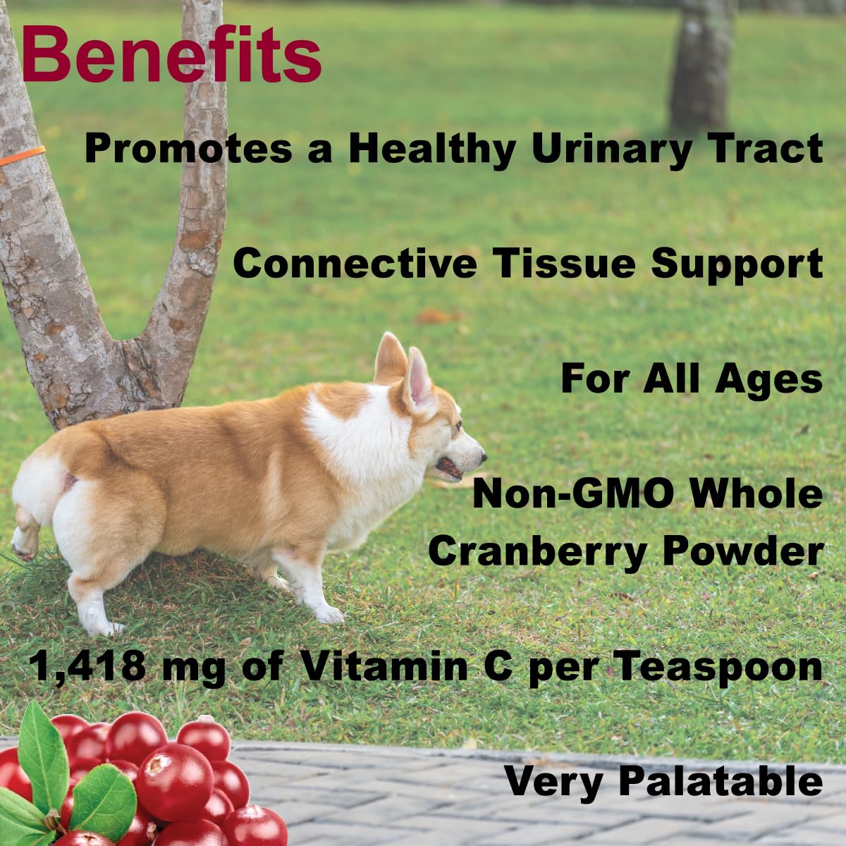 Dogzymes Cran Tri C Urinary Tract Support, Vitamin C Blend, 1418mg per Teaspoon (1 Pound)