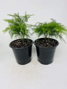 two fern leaf plumosus asparagus fern 4.5" unique design pot - easy to grow - great houseplant from jm bamboo