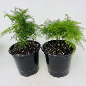 Two Fern Leaf Plumosus Asparagus Fern 4.5" Unique Design Pot - Easy to Grow - Great Houseplant from Jm Bamboo