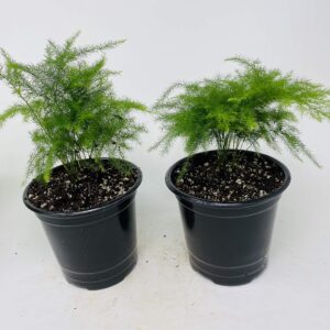 Two Fern Leaf Plumosus Asparagus Fern 4.5" Unique Design Pot - Easy to Grow - Great Houseplant from Jm Bamboo