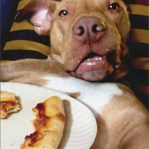 Dog Pizza Plate - Avanti Funny Birthday Card