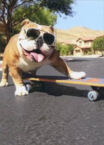 bulldog/sunglasses/skateboard - avanti funny dog birthday card