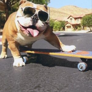 Bulldog/Sunglasses/Skateboard - Avanti Funny Dog Birthday Card