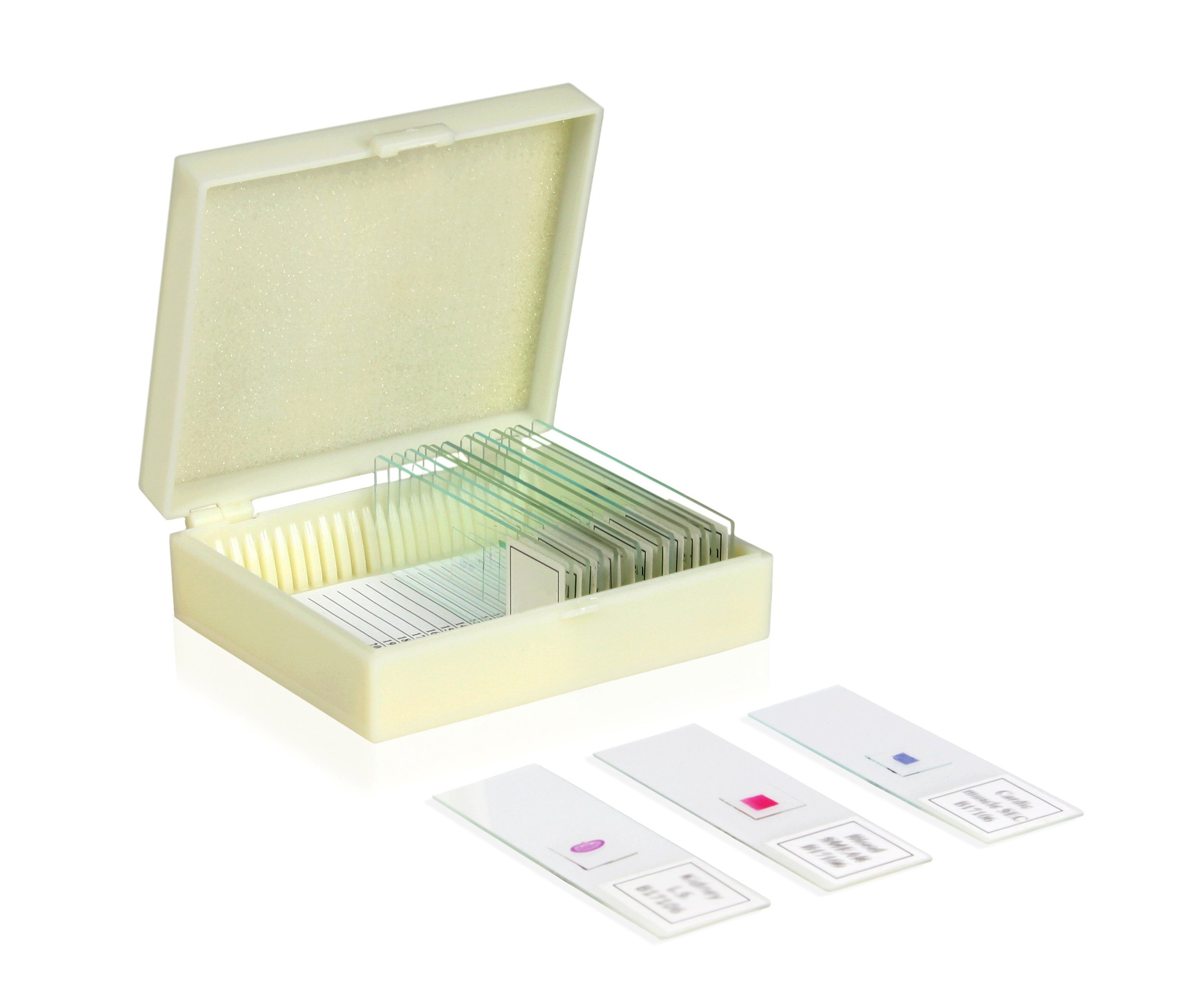 Vision Scientific VSH112 Microscope Prepared Slide Set – Human Physiology (Set of 16) | Slides are Clearly Labeled for Easy Identification | Specimens are Cover Slip Sealed