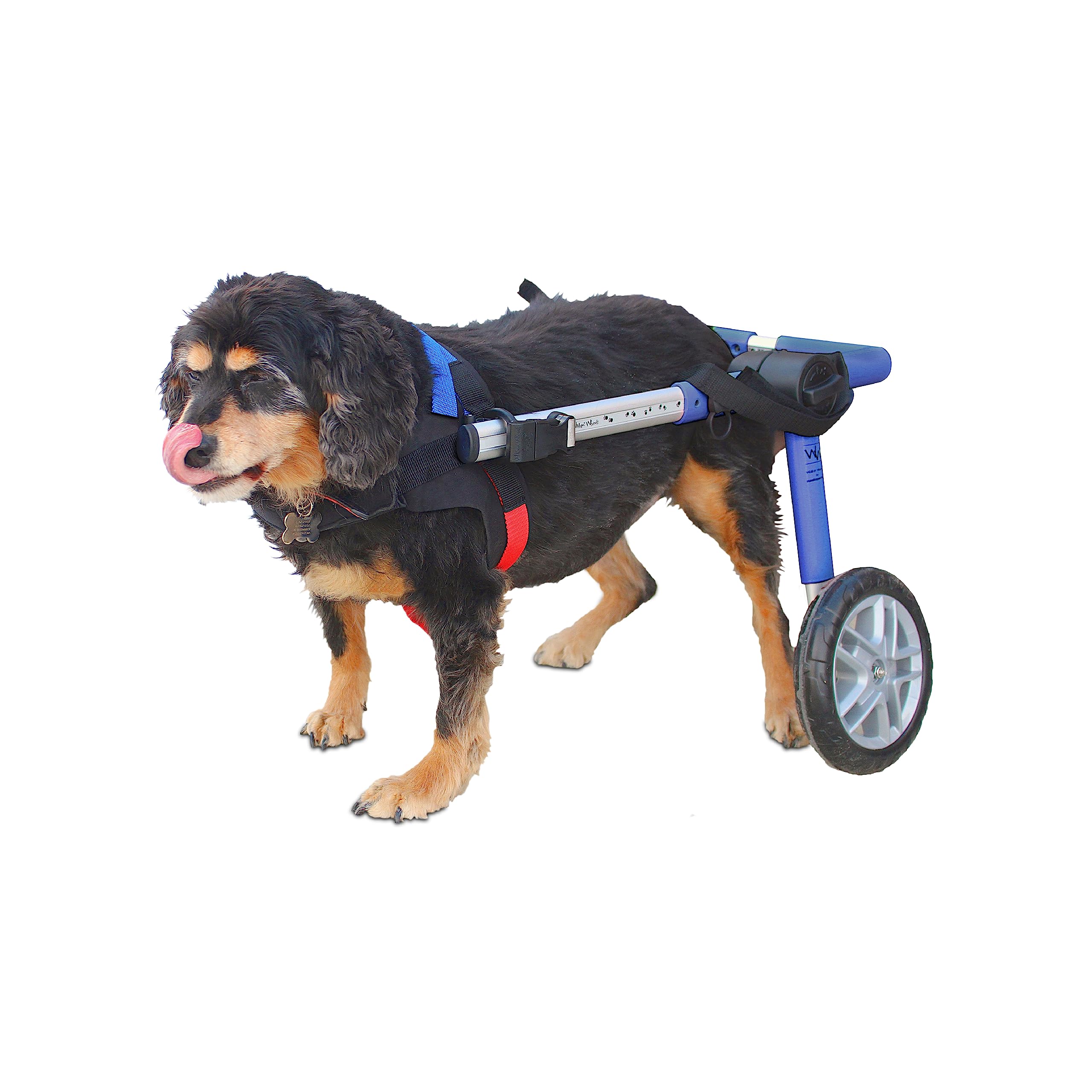 Walkin' Wheels Dog Wheelchair - for Medium Dogs 26-49 lbs - Veterinarian Approved - Dog Wheelchair for Back Legs