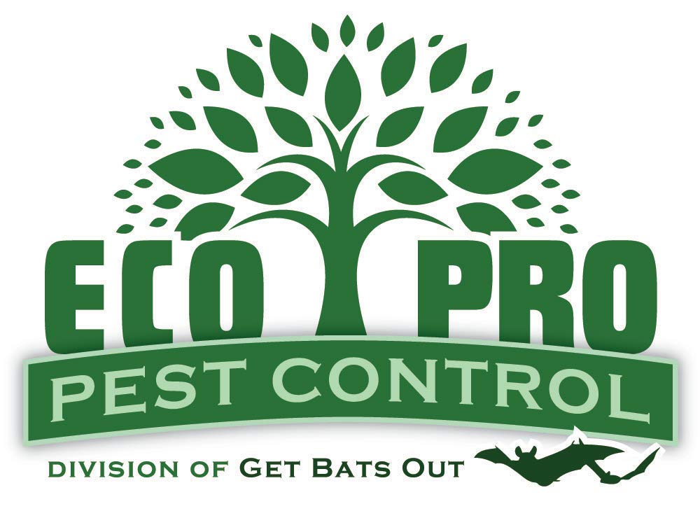 Rat Snap Traps by Eco Pro Pest Control | 6-Pack Snapping Rat Traps with Teeth | Reusable Rodent Trap for Indoor & Outdoor Use | Easy Set Up, Quick, & Powerful Rat Trap with a No-Escape Rat Trap Snap