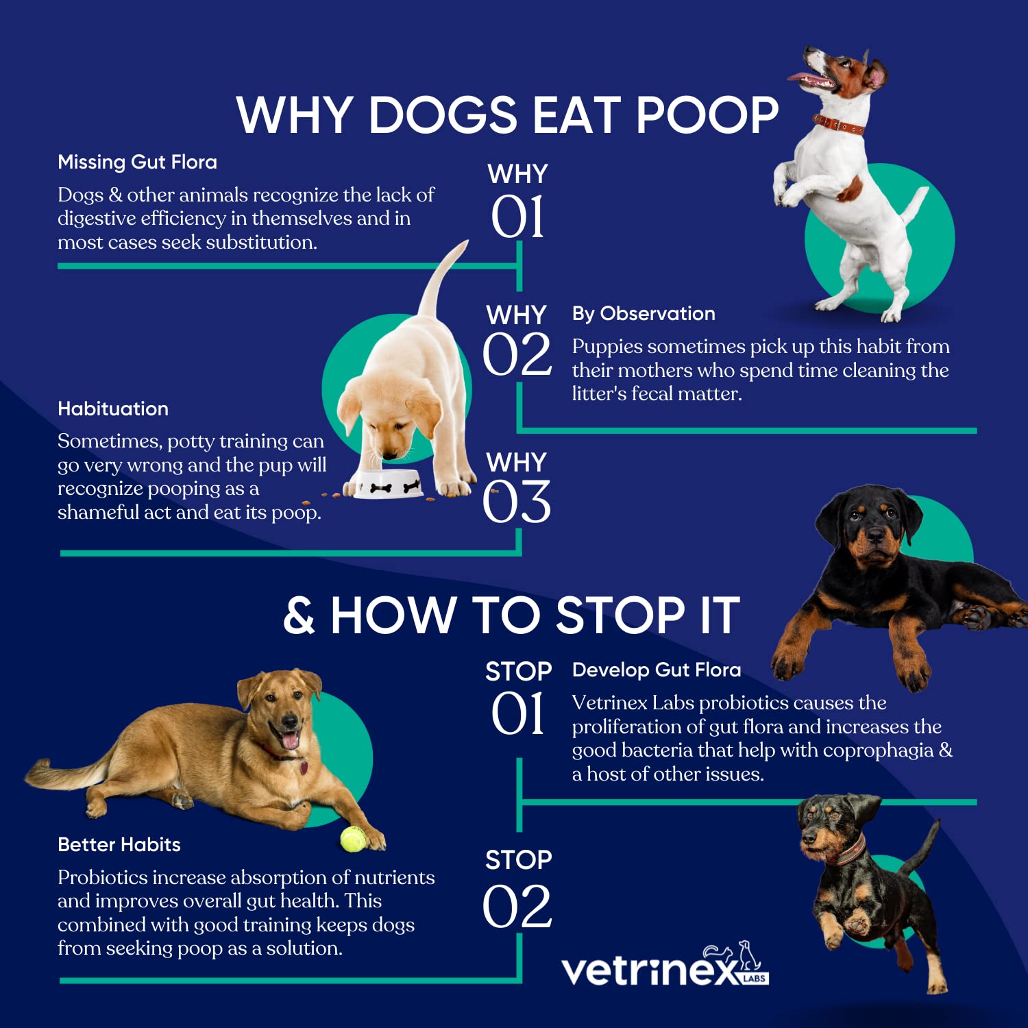 Vetrinex Labs Coprophagia Poop Eating Deterrent & Prevention, Stop & Prevent Stool Eating Treatment - Probiotics for Dogs, Cats and Puppies - Forbids Dog from Eating Poop - Probiotic Powder (120 GMS)