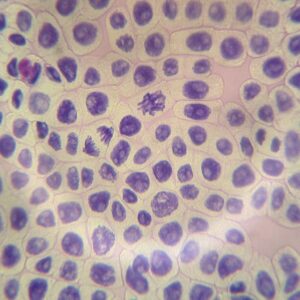 ALDON Innovating Science DNA/Chromosome Staining Lab Activity