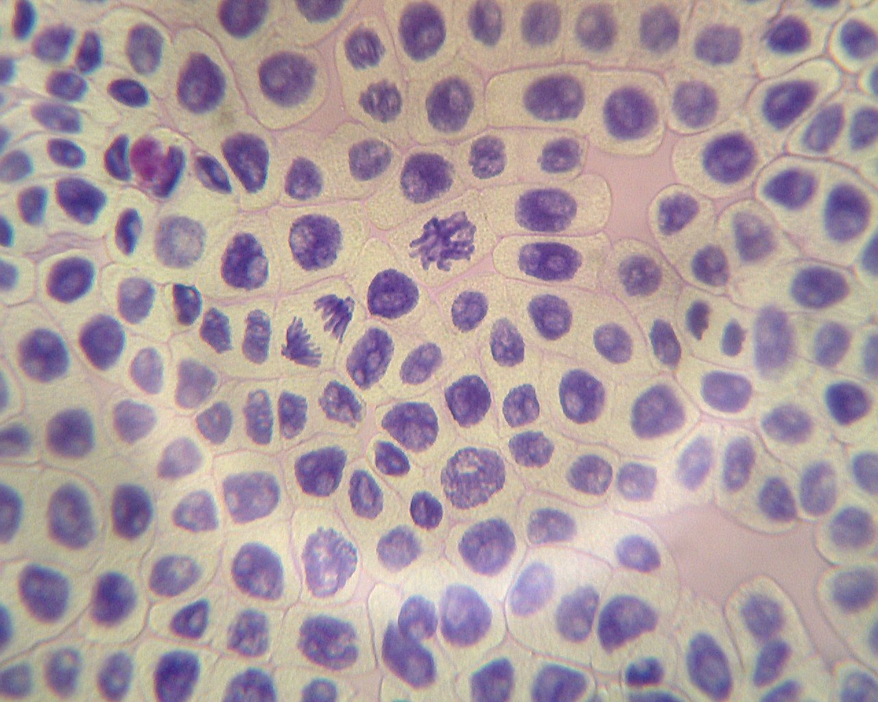 ALDON Innovating Science DNA/Chromosome Staining Lab Activity